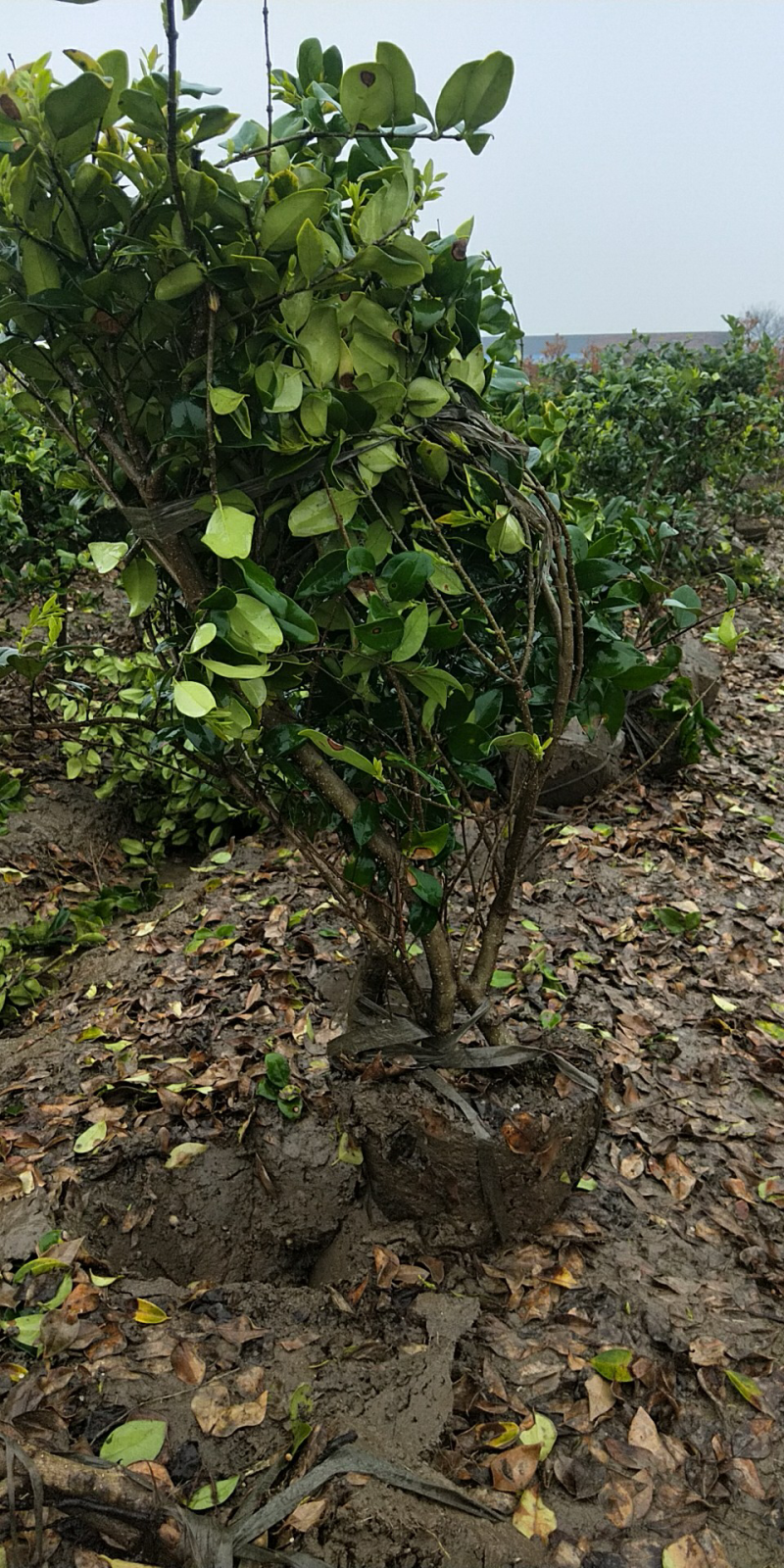 金森女贞大毛球