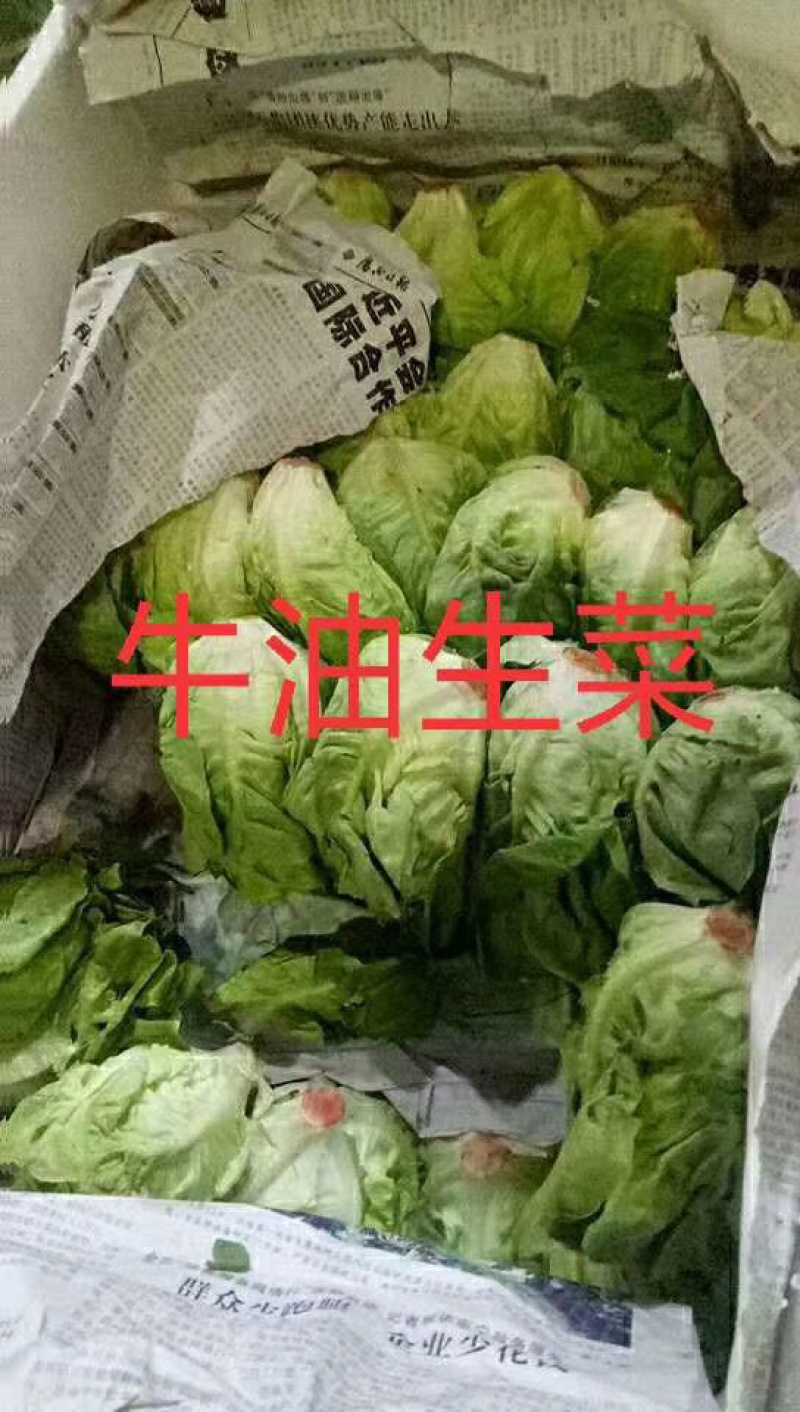 奶油生菜