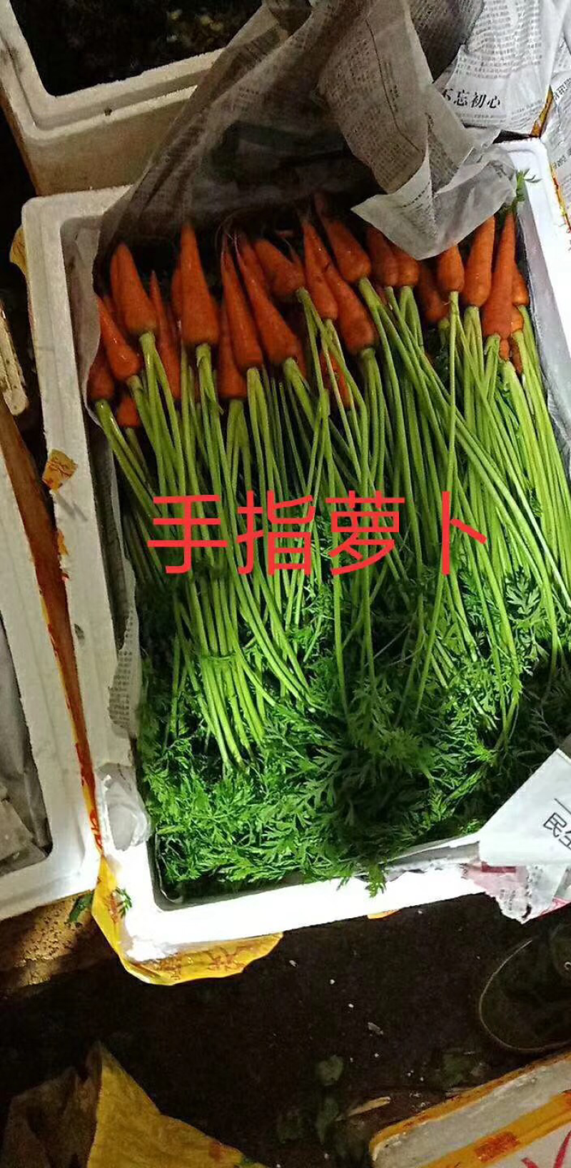 手指萝卜