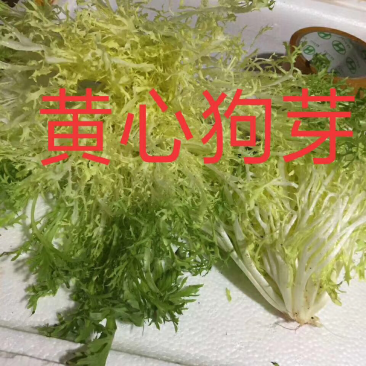 黄心苦菊