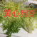 黄心苦菊