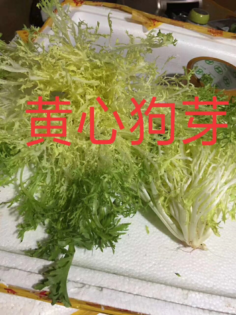 黄心苦菊