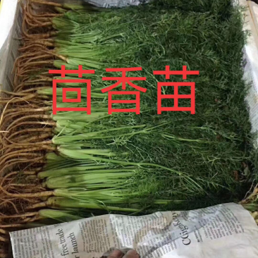 茴香苗