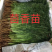 茴香苗