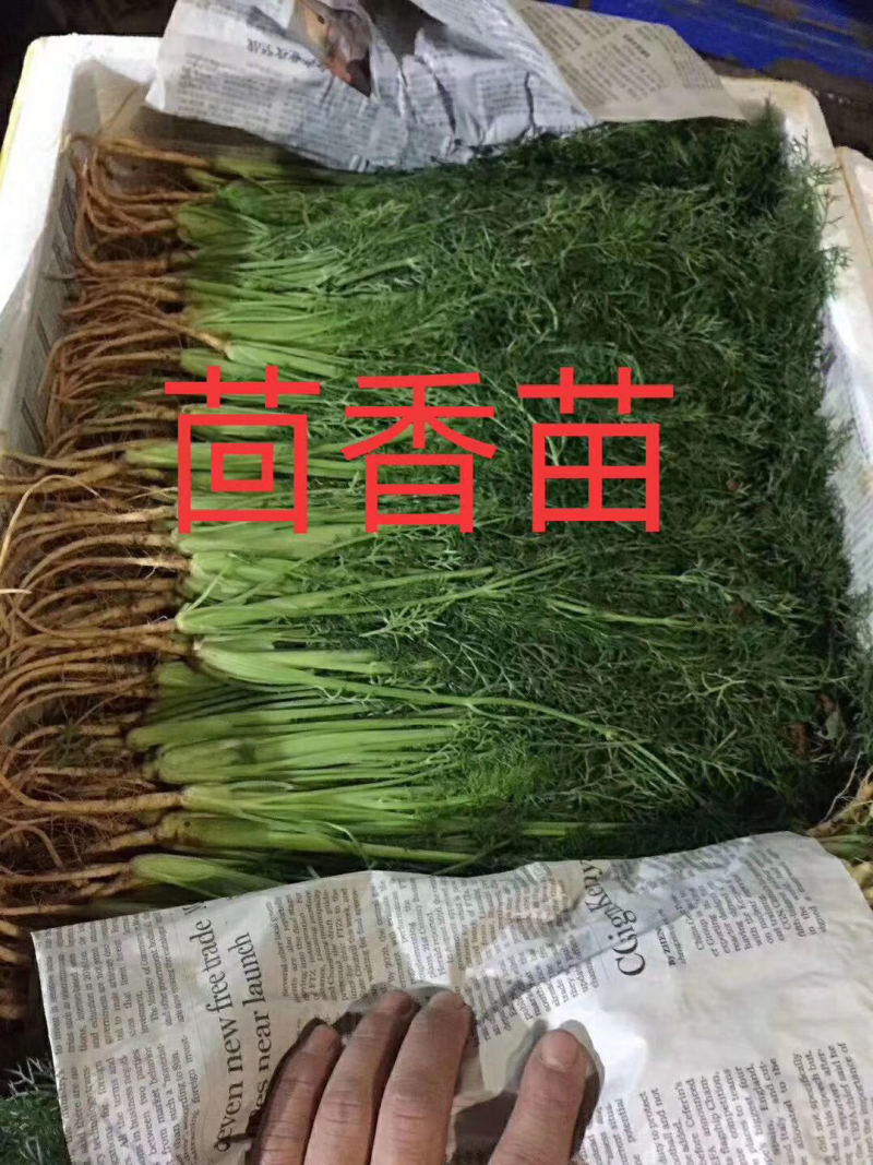 茴香苗