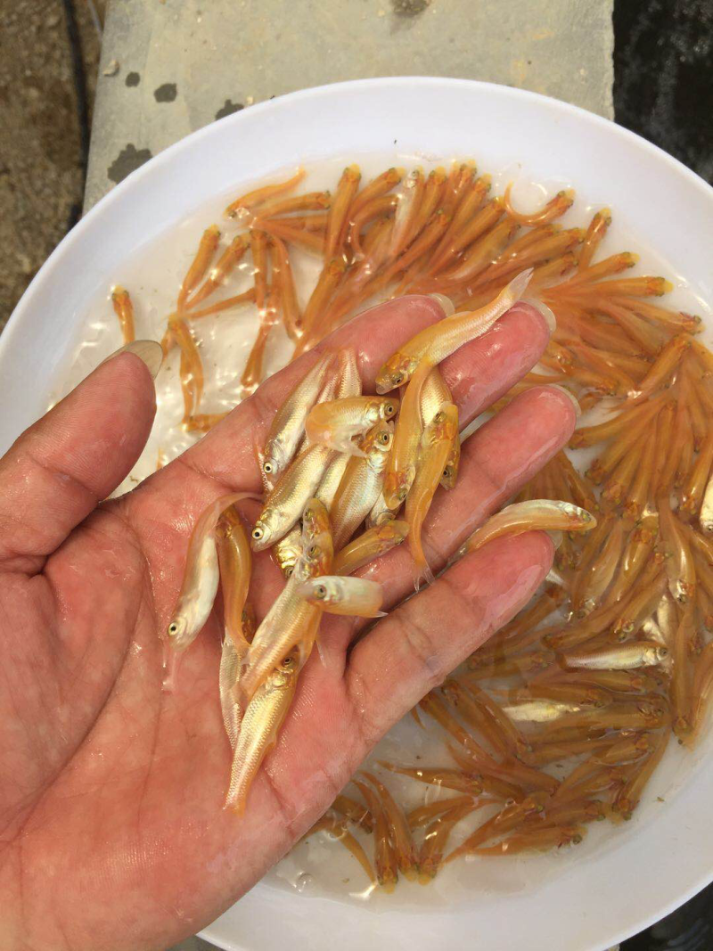 金草鱼苗优质金丝鲩鱼苗