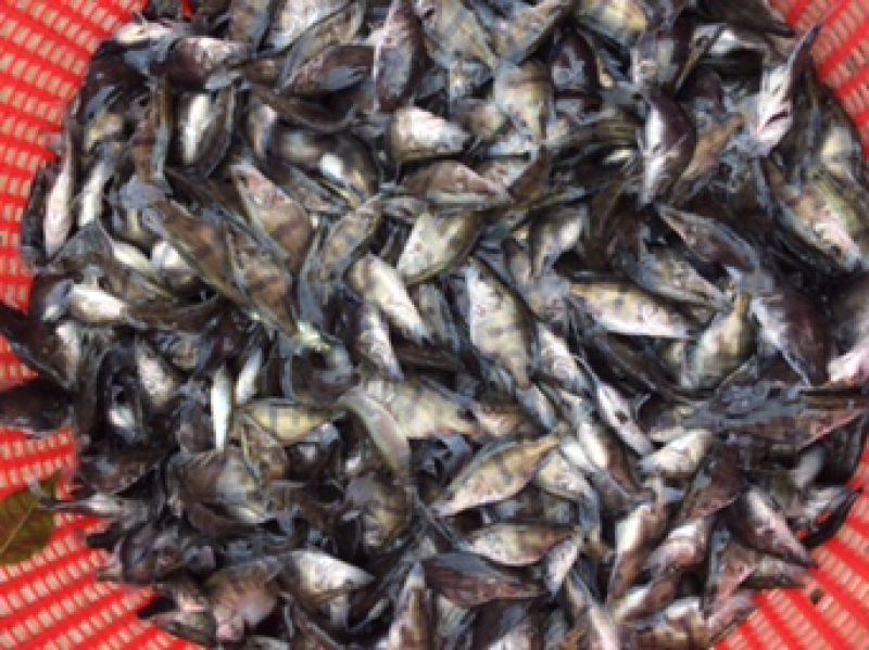 优质鳜鱼苗桂花鱼苗桂鱼苗鳜嘴桂鱼苗