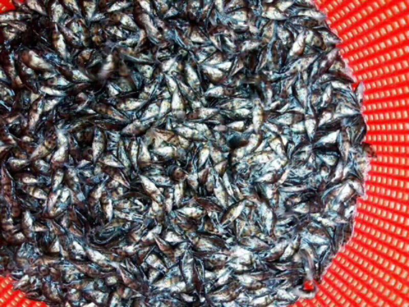 优质鳜鱼苗桂花鱼苗桂鱼苗鳜嘴桂鱼苗