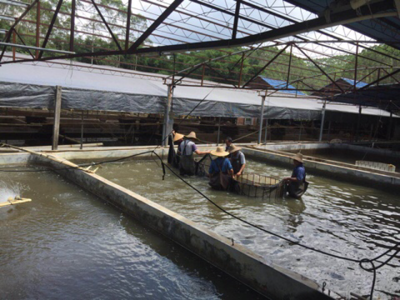 优质鳜鱼苗桂花鱼苗桂鱼苗鳜嘴桂鱼苗