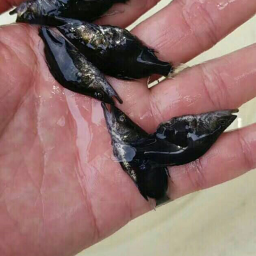 优质鳜鱼苗桂花鱼苗桂鱼苗鳜嘴桂鱼苗