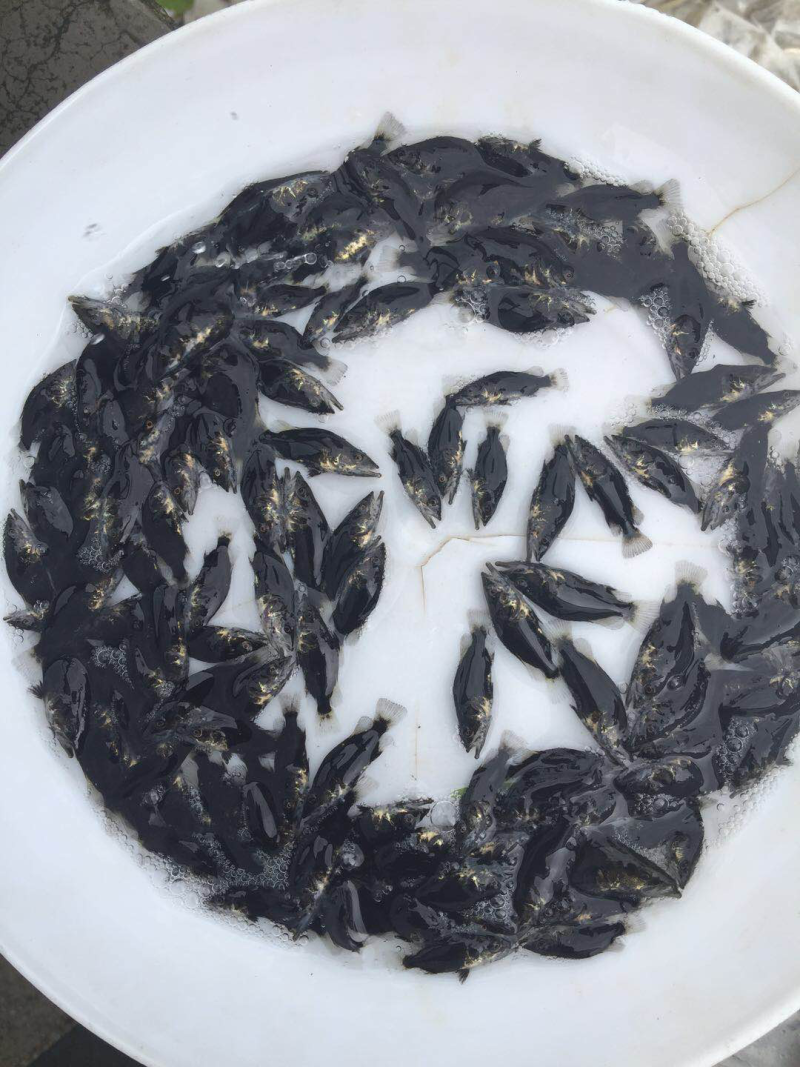 优质鳜鱼苗桂花鱼苗桂鱼苗鳜嘴桂鱼苗