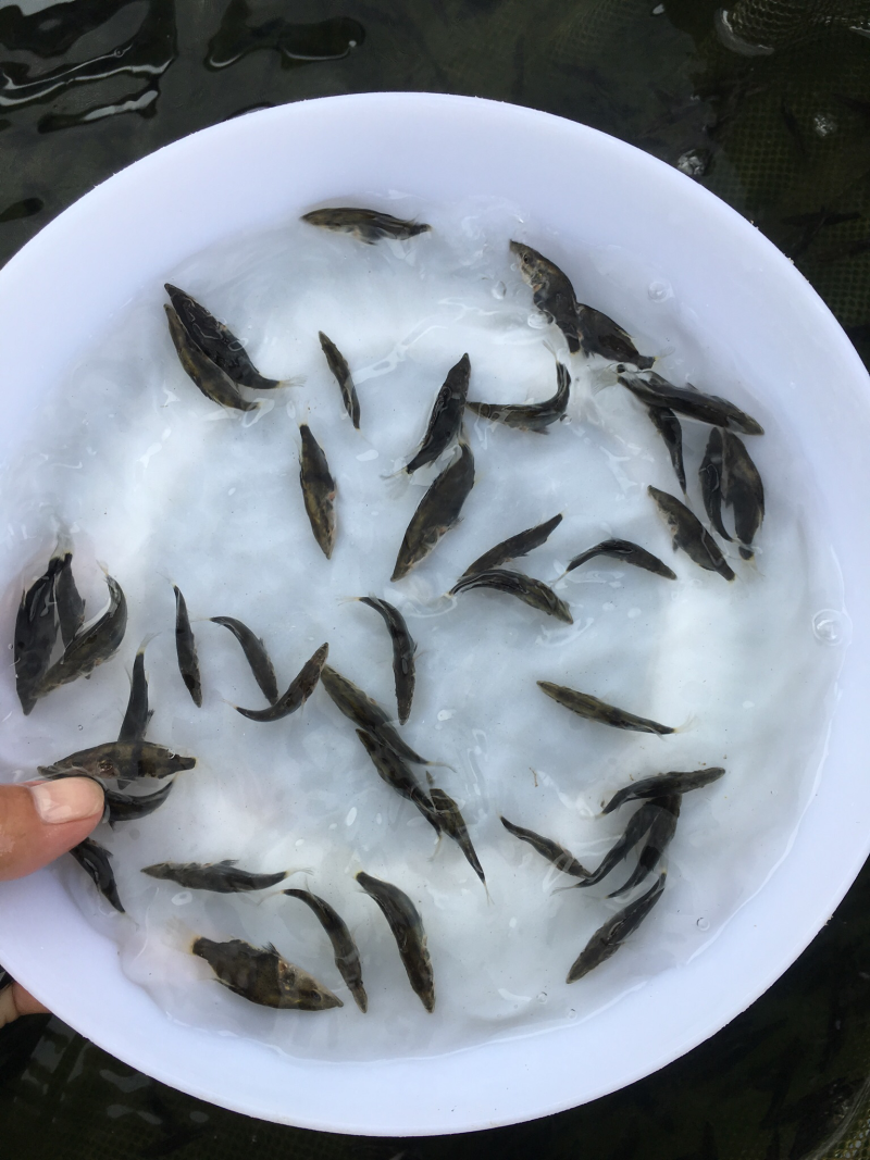 优质鳜鱼苗桂花鱼苗桂鱼苗鳜嘴桂鱼苗