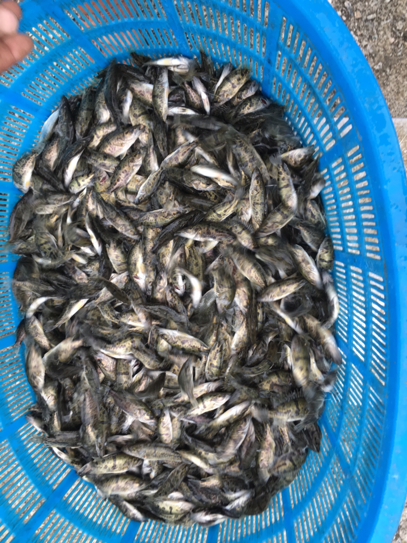 优质鳜鱼苗桂花鱼苗桂鱼苗鳜嘴桂鱼苗