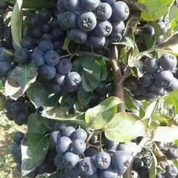 黑果花楸