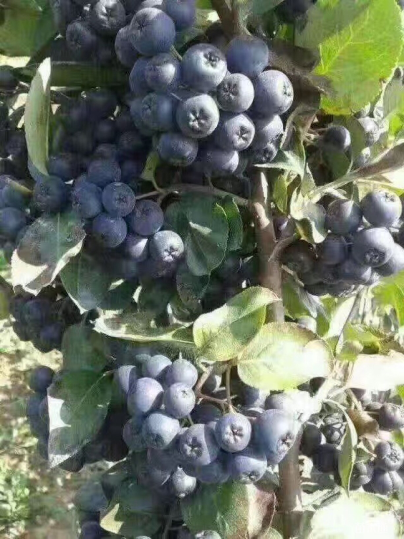 黑果花楸