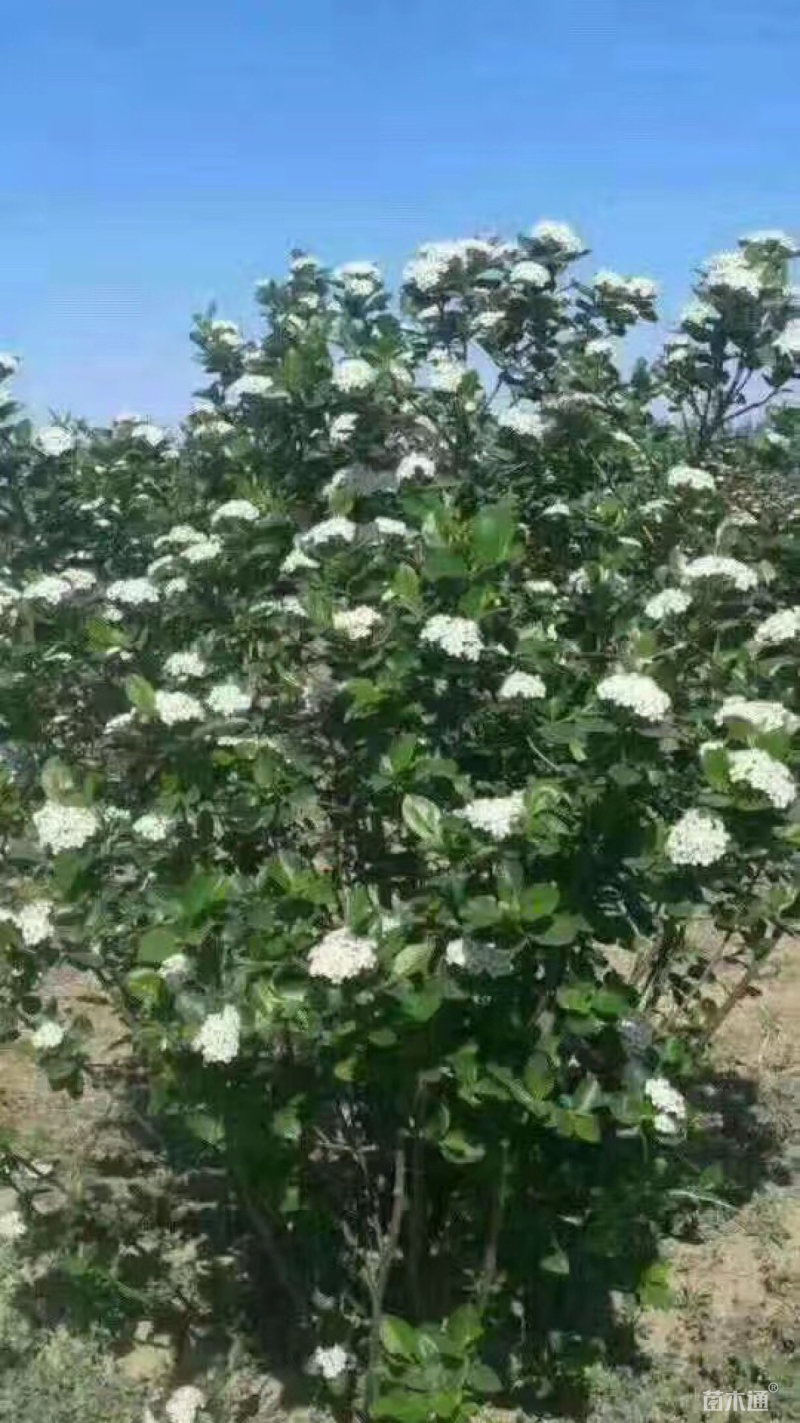 黑果花楸