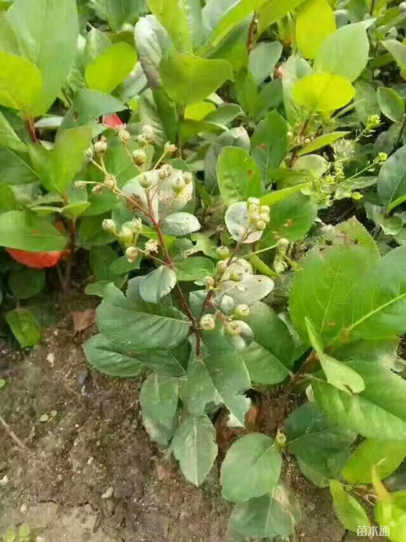黑果花楸
