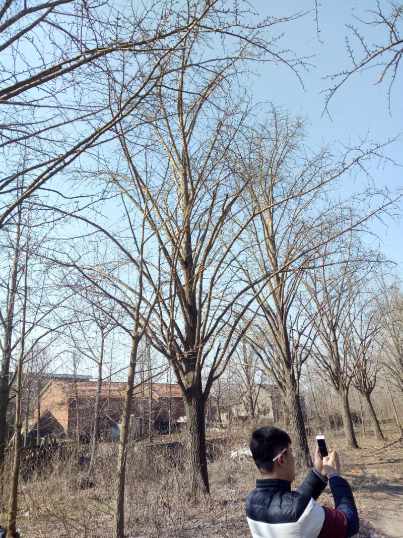 银杏古树欢迎大家前来选购