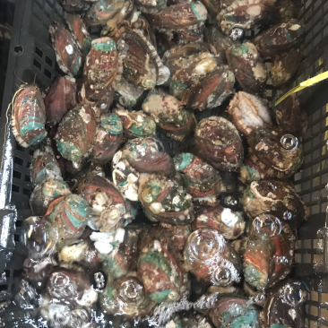 鲜活的小鲍鱼啊？