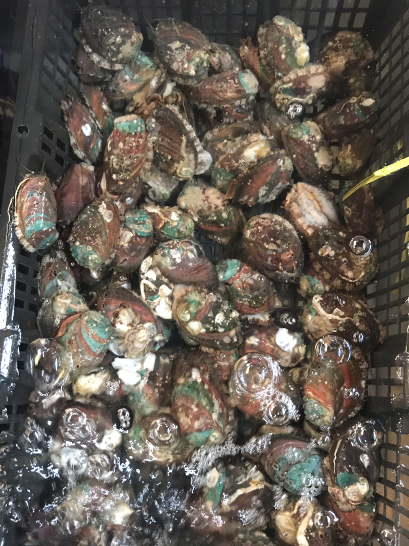 鲜活的小鲍鱼啊？
