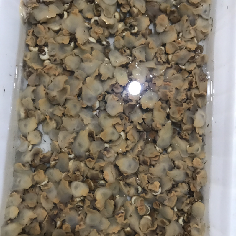 鲜活的小香螺