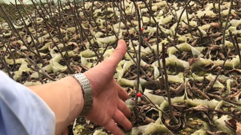 各种规格北美冬青占地树1到时间大树