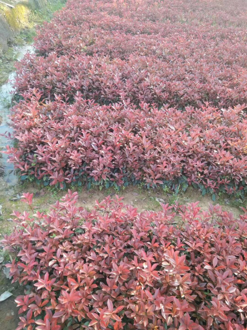 红叶石楠小杯苗