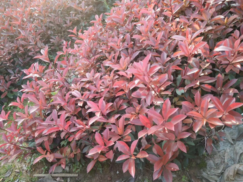 红叶石楠小杯苗