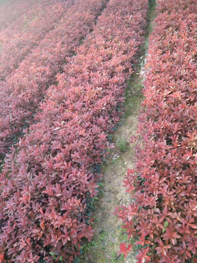 红叶石楠小杯苗