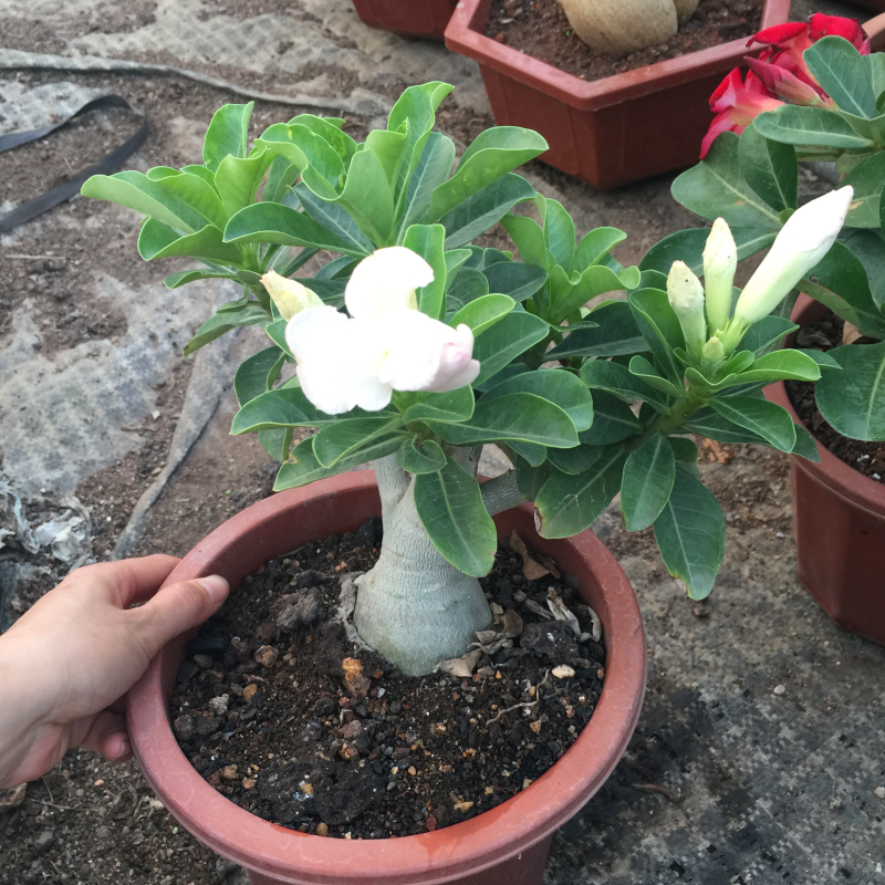 睿凡园艺原生双重覆瓣沙漠玫瑰多肉植物花卉室内盆栽