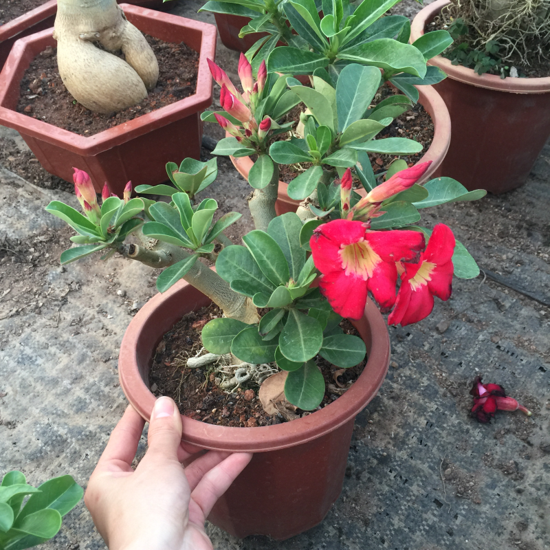 睿凡园艺原生双重覆瓣沙漠玫瑰多肉植物花卉室内盆栽