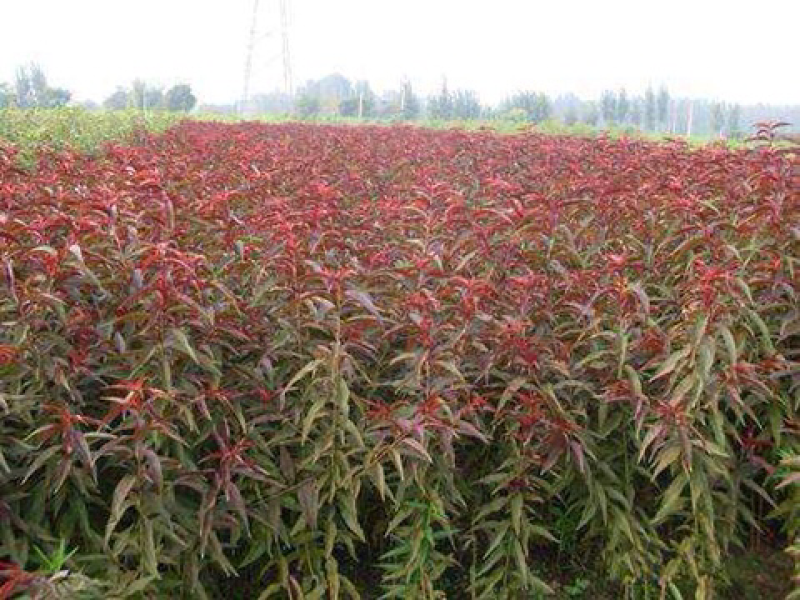 红叶碧桃8公分，现货供应，基地直销