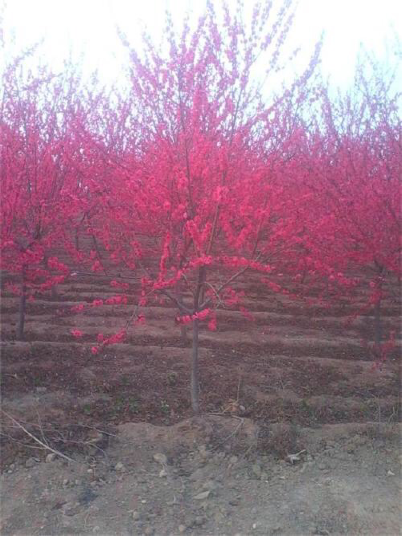 红叶碧桃8公分，现货供应，基地直销