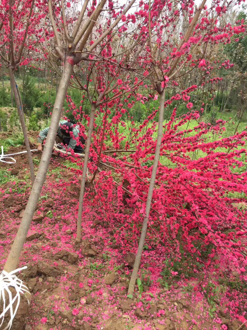 红叶碧桃8公分，现货供应，基地直销
