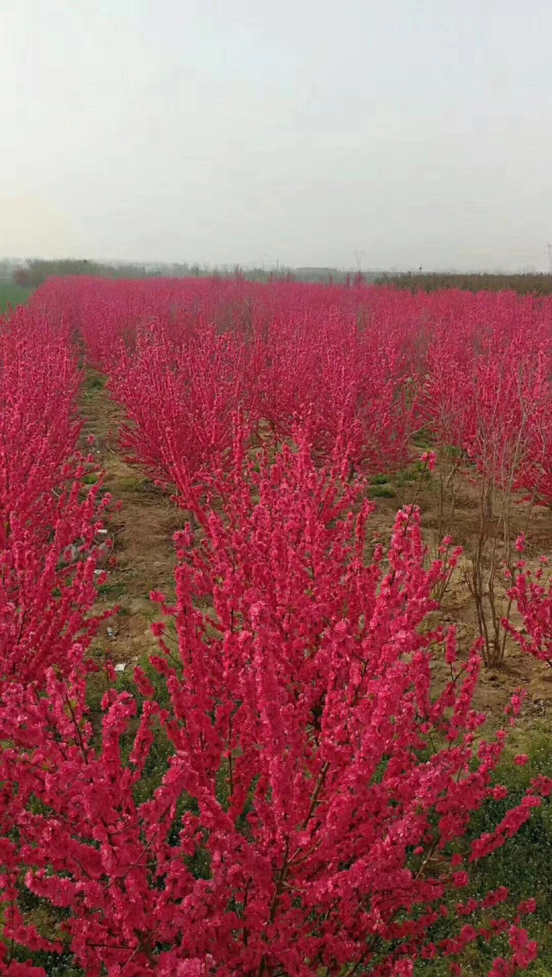 红叶碧桃8公分，现货供应，基地直销