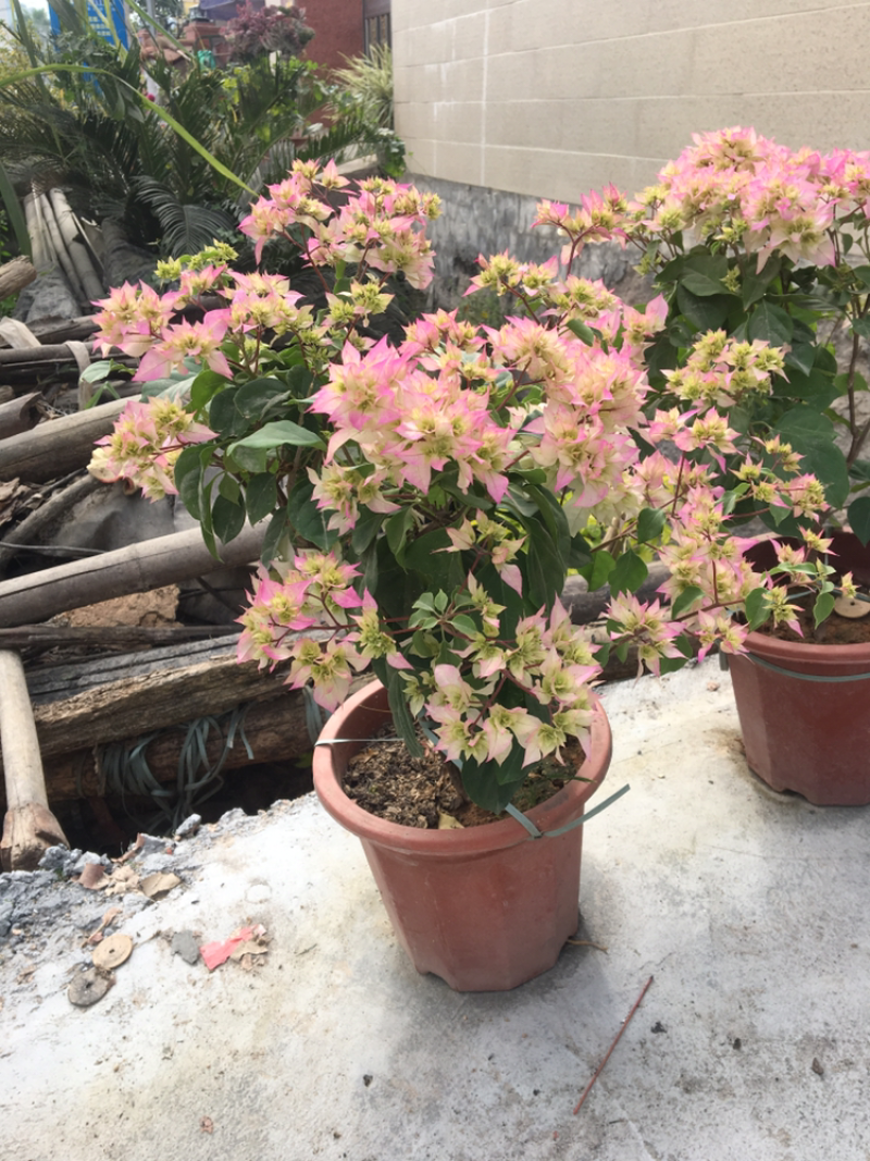 三角梅各种品种小苗盆栽基地直销一手货源