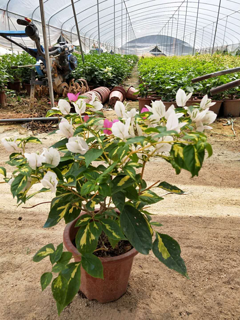 三角梅各种品种小苗盆栽基地直销一手货源