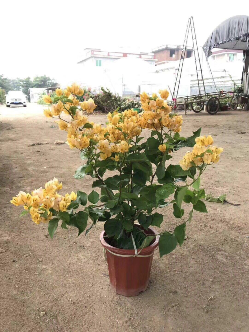 三角梅各种品种小苗盆栽基地直销一手货源