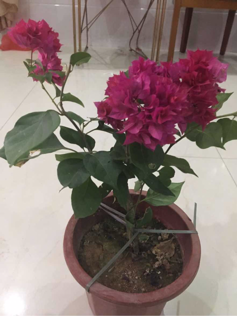 三角梅各种品种小苗盆栽基地直销一手货源