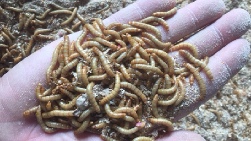 特价批发黄粉虫，虫种，商品虫，开口虫