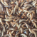 特价批发黄粉虫，虫种，商品虫，开口虫
