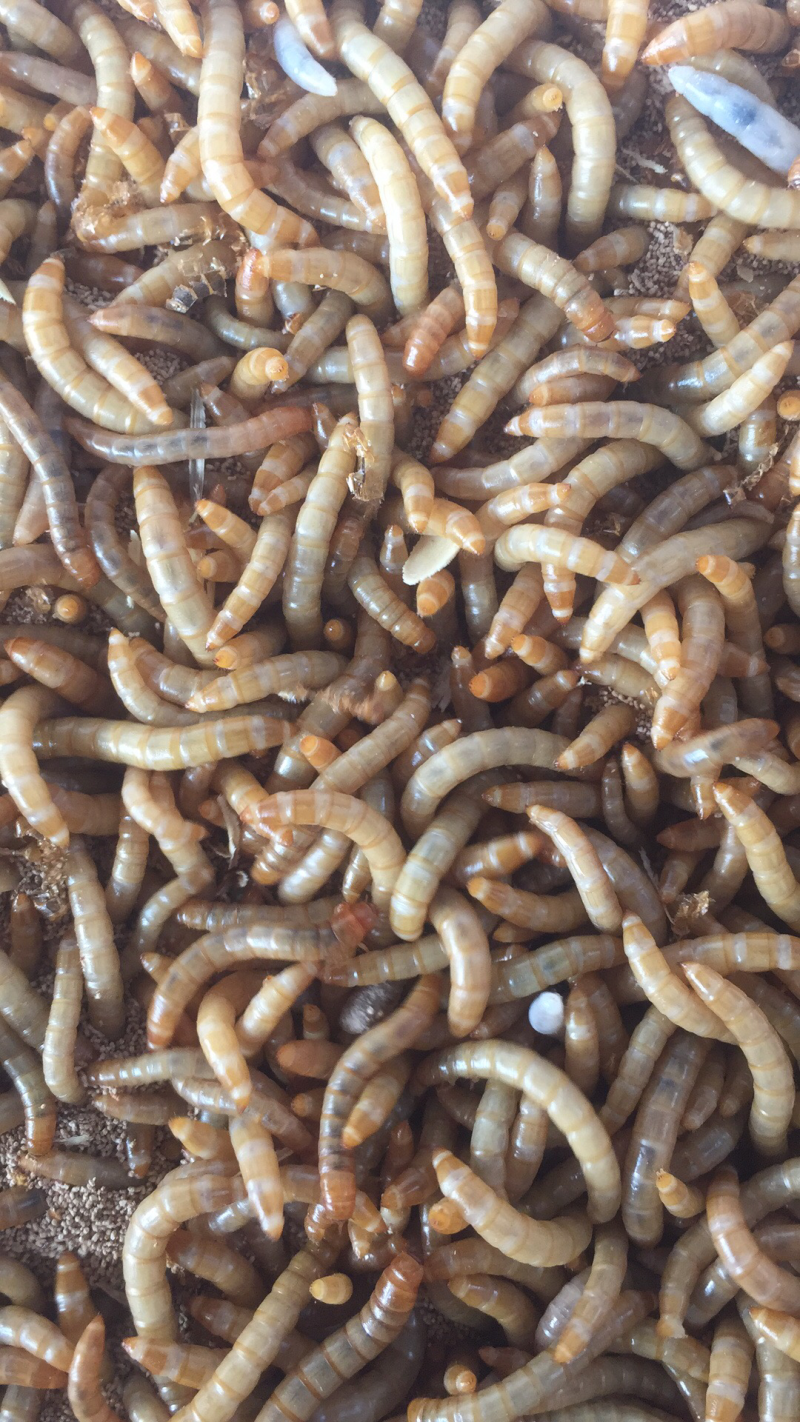 特价批发黄粉虫，虫种，商品虫，开口虫
