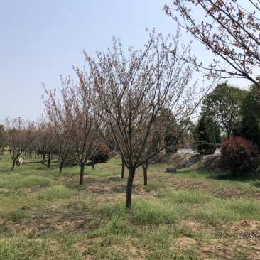 日本晚樱樱花小苗早樱花樱花树苗基地日本樱花批发