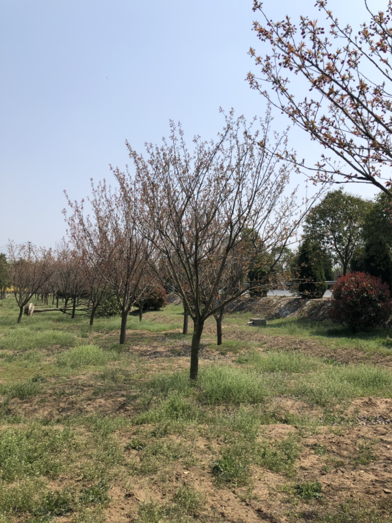 日本晚樱樱花小苗早樱花樱花树苗基地日本樱花批发
