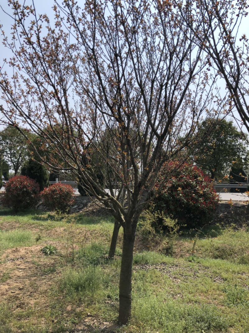 日本晚樱樱花小苗早樱花樱花树苗基地日本樱花批发