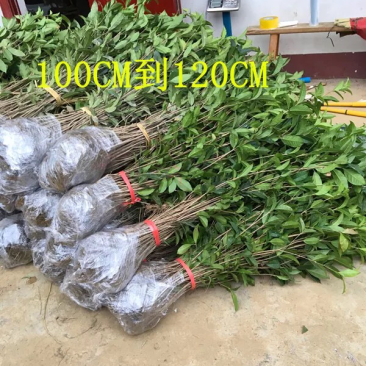 桂花树桂花苗金桂丹桂八月桂四季桂花树苗