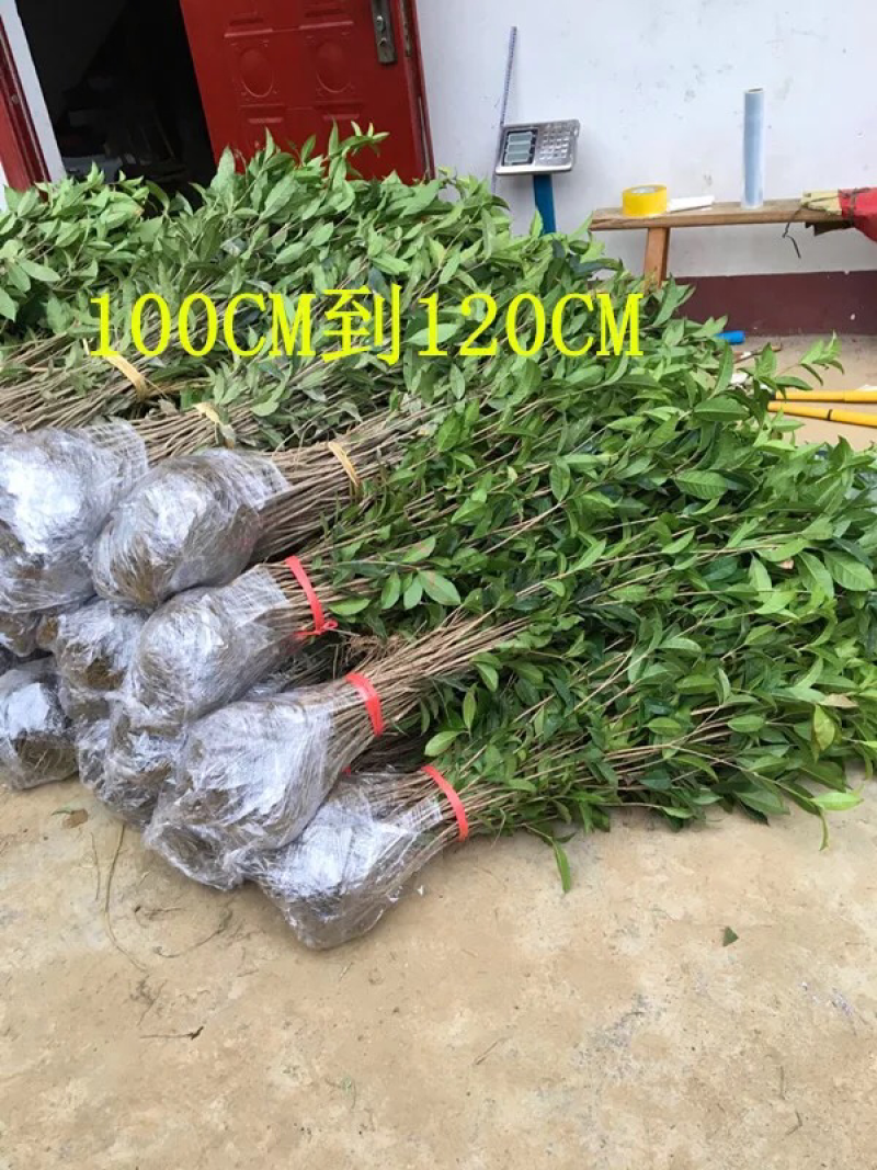 桂花树桂花苗金桂丹桂八月桂四季桂花树苗