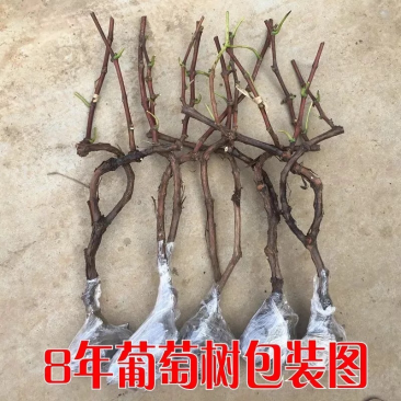 巨峰葡萄树葡萄苗批发直销
