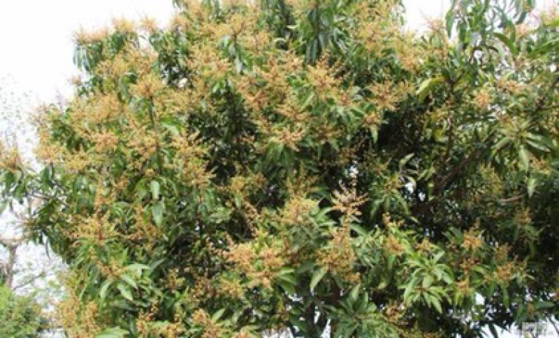 十多公分起芒果树芒果苗批发直销大树果苗