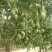 十多公分起芒果树芒果苗批发直销大树果苗